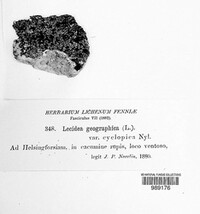 Rhizocarpon geographicum image